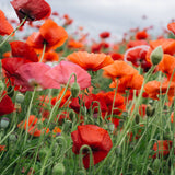 Merci jeune pousse - Sachet de graines de Coquelicot