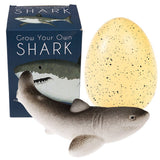 Œuf de requin géant en éclosion - Requins