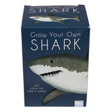 Œuf de requin géant en éclosion - Requins