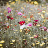 Merci Maîtresse - Sachet de graines de Fleurs des champs