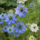 Meilleure ATSEM - Sachet de graines de Nigelle