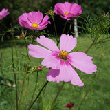 Bisous Fleuris - Sachet de graines de Cosmos