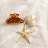 La belle pince Coquillage