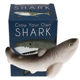 Œuf de requin géant en éclosion - Requins